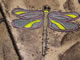 dragon fly