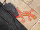 gecko