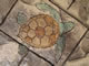 sea turtle