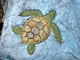 sea turtle