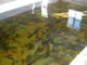 acid staining