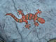 Gecko